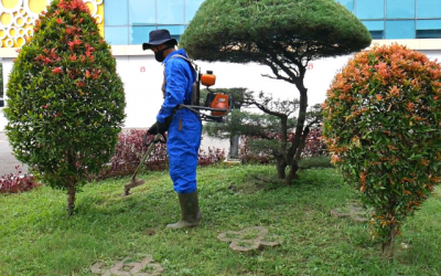 Jasa Perawatan Tanaman dan Kebun – Gardening Service