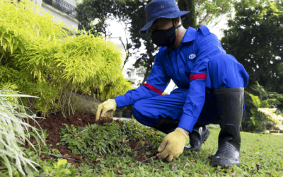 Jasa Tukang Taman – Pemeliharaan Taman Perkantoran