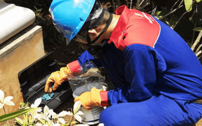 Jasa Anti Rayap – Perusahaan Pest Control dan Gardening Service