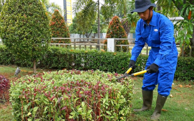 Jasa Perawatan Taman dan Tukang Kebersihan Kebun