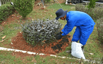Jasa Perawatan Tanaman Hias dan Tukang Bersih Kebun