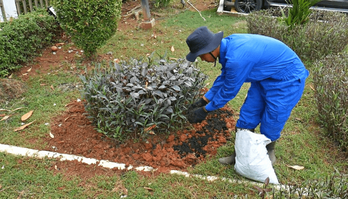 Jasa Perawatan Tanaman Hias dan Tukang Bersih Kebun