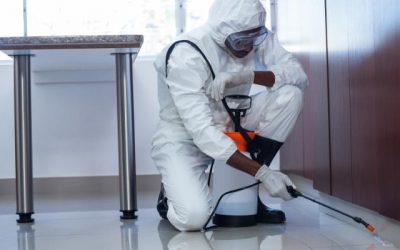 Jasa Pembasmi Rayap, Hama, Tungau, dan Serangga Merugikan Lainnya