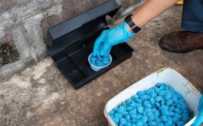 Jasa Pest Control Jakarta untuk Membasmi Hama dan Serangga Lainnya