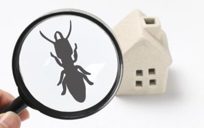 Jasa Pest Control Indonesia – Pengendalian Hama Serangga