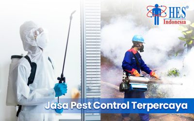 Jasa Pest Control Terpercaya di Depok : Ampuh Membasmi Tikus!
