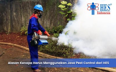 5 Alasan Kenapa Harus Menggunakan Jasa Pest Control dari HES
